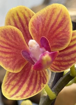 Орхидея мини  (различные цвета и размеры) желто-оранжевый