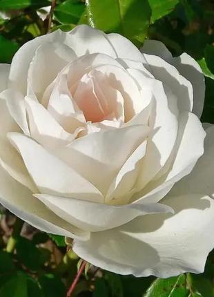 Троянда авеню уайт  (avenue white) 50-80 см1 фото