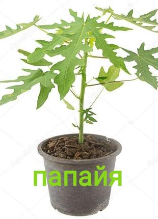 Семена папайя