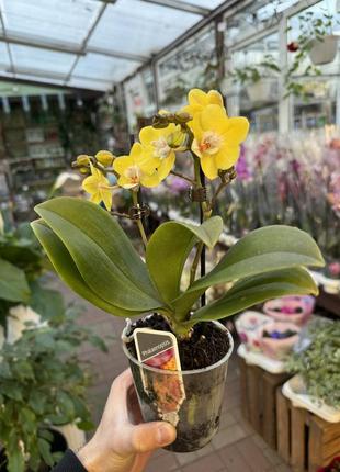Орхидея мини  (различные цвета и размеры) желтый5 фото