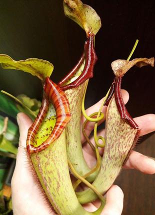 Непентес миранда хищное растение (разные виды и размеры)