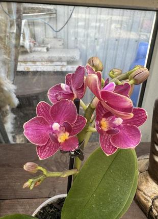 Орхидея мини малиновый9 фото