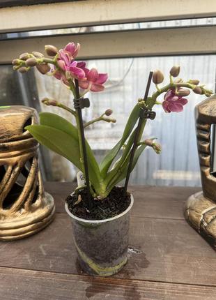 Орхидея мини малиновый5 фото