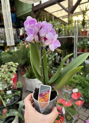 Орхидея мини розовый5 фото