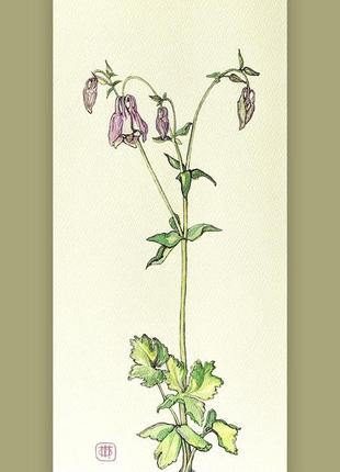 Aquilegia vulgaris, акварельні фарби, папір