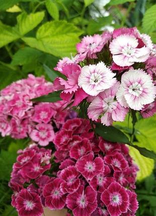 Турецкая гвоздика. семена домашнего