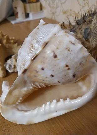 Морские ракушки 3