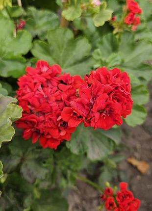 Пеларгонія герань розебудна червона