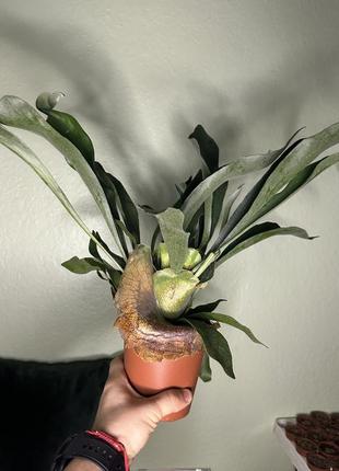 Платицеріум оленерогий, platyc bifurcatum (ø 12 см, h 40 см)
