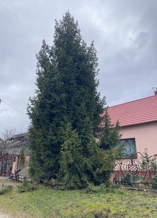Живая елка