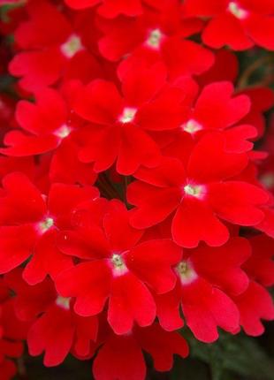 Вербена люцифер ред f1