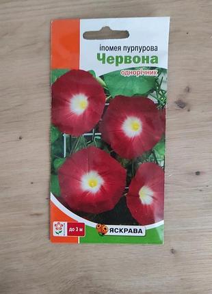 Іпомея пурпурова 3