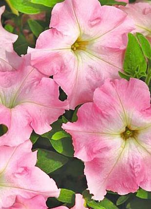 Петунія гігантська містрал перлі f1 10 шт