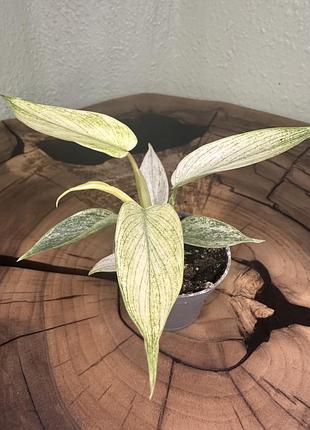 Філодендрон флорида, philodendron florida (ø 6 см, h 10 см)