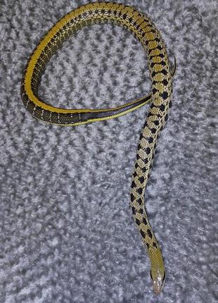 Зміїні виповзки, шкіра змії для дизайну та манікюру. выползок королевского питона.