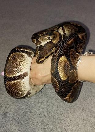 Зміїні виповзки, шкіра змії для дизайну та манікюру. выползок королевского питона.