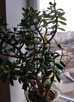 Толстянка, денежное дерево crassula крассула