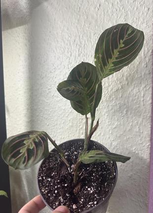 Maranta leu. fascinator, маранта (ø 12 см, h ~25см)