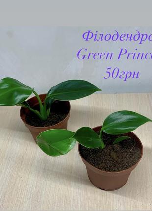 Филодендрон green princess