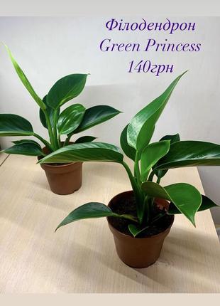 Филодендрон green princess