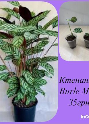 Ктенанта burle max