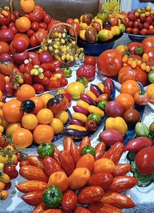 Семена домашних помидоров ( томаты)