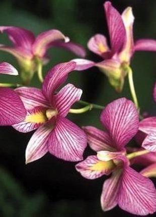 Силіконовий молд орхідеї дендробіум нобіле