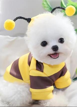 Костюмы для домашних любимцев