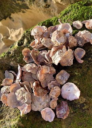 Мушлі типу enomia ephippium для декору та творчості