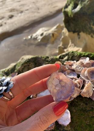 Мушлі типу enomia ephippium для декору та творчості