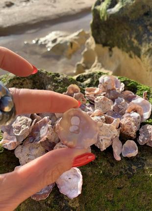 Мушлі типу enomia ephippium для декору та творчості