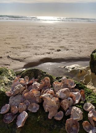 Мушлі типу enomia ephippium для декору та творчості