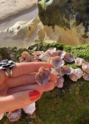 Мушлі типу enomia ephippium для декору та творчості