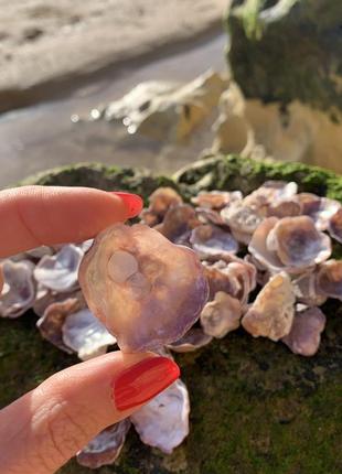 Мушлі типу enomia ephippium для декору та творчості