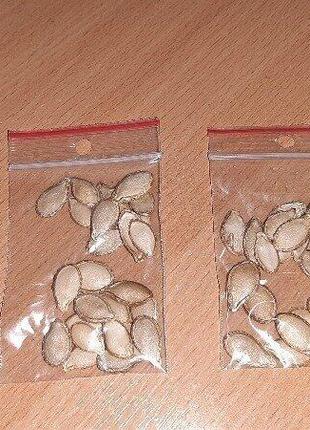 Семена тыквы мускатной