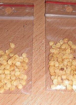 Семена сладкого болгарского салатного перца