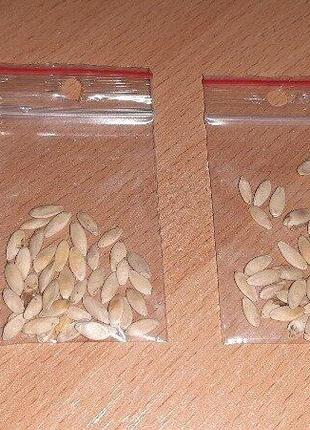 Семена огурцы со своего огорода,