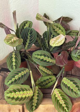 Маранта фантастиколор, maranta