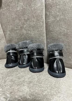 Взуття для собак