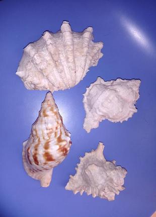 4 раковины морских ракушек средние