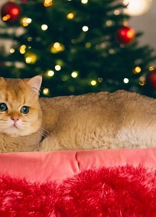 Британская золотая шишинла