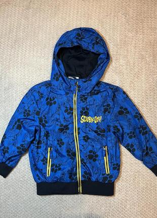 Вітровка весняна