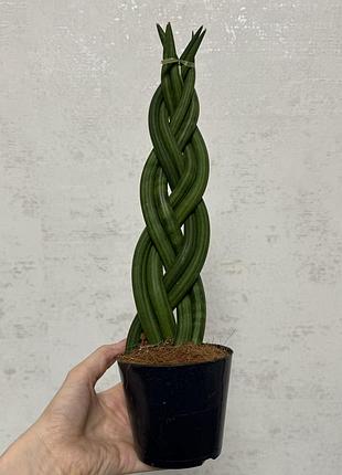 Сансевиерия цилиндрическая