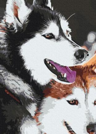Картина за номерами хаскі