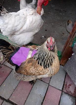 Попоны для кур,ндиков