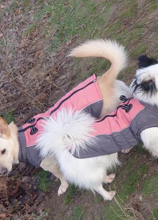 Зимний жилет для собак средних пород!