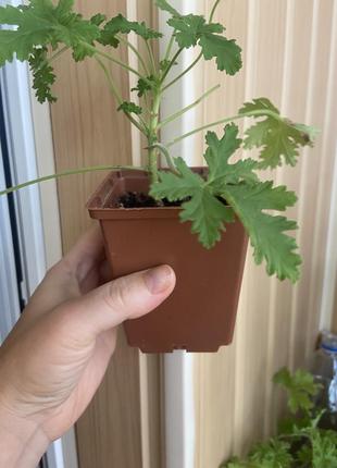 Герань духмяна, пеларгонія духмяна