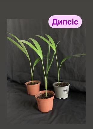 Дипсіс