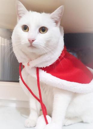 Пончо накидка одежда для собак собачки песика животных тварин