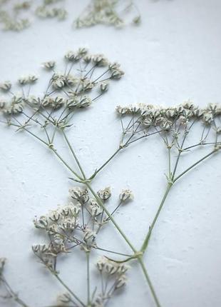 Гипсофила. маленькие веточки. сухоцвет.